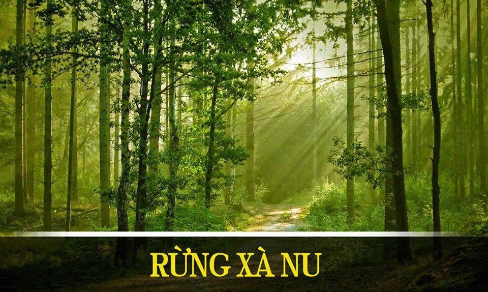 Giáo án rừng xà nu, Soạn văn Rừng xà nu